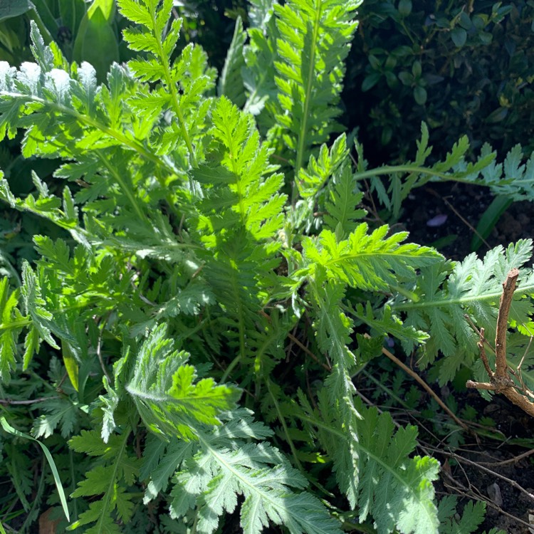 Plant image Achillea filipendulina 'Cloth of Gold'