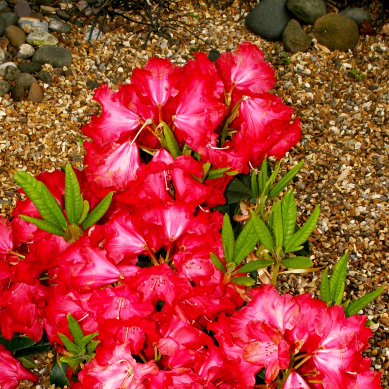 Plant image Rhododendron 'Cary Ann'