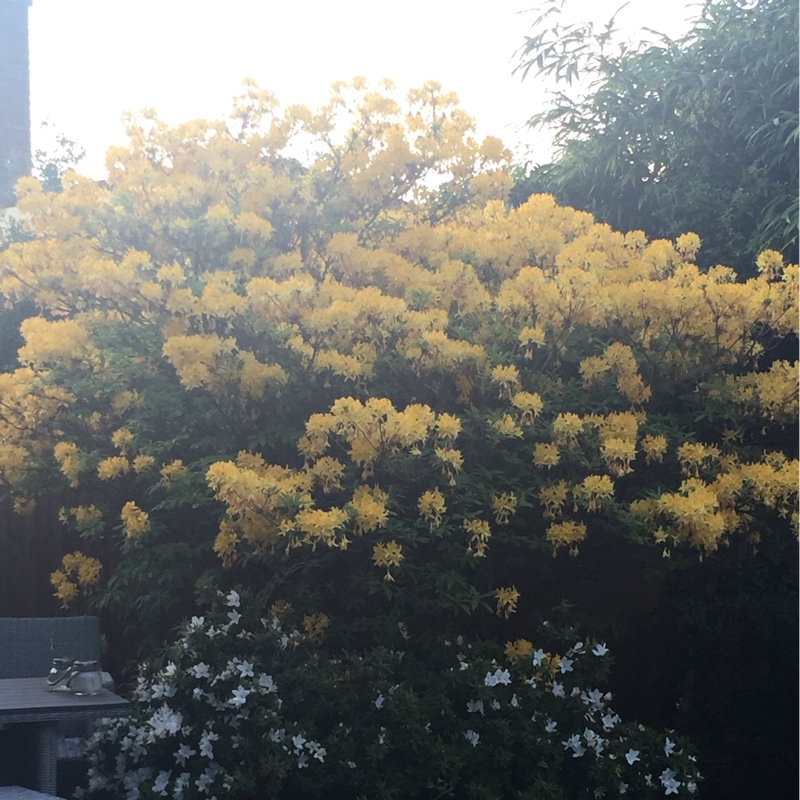 Plant image Rhododendron 'Hollandia'