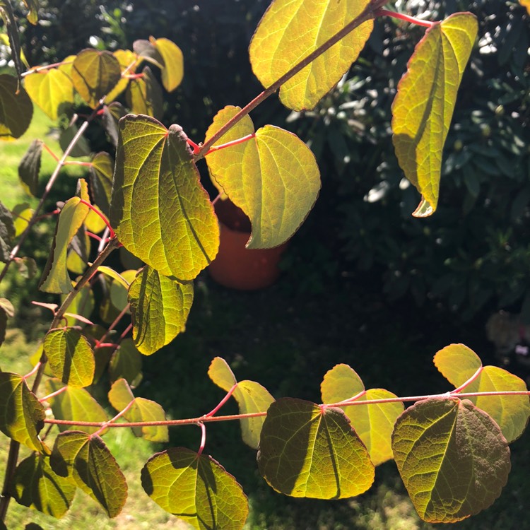 Plant image Cercidiphyllum japonicum