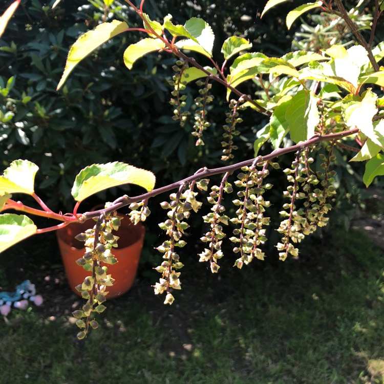 Plant image Stachyurus chinensis 'Celina'