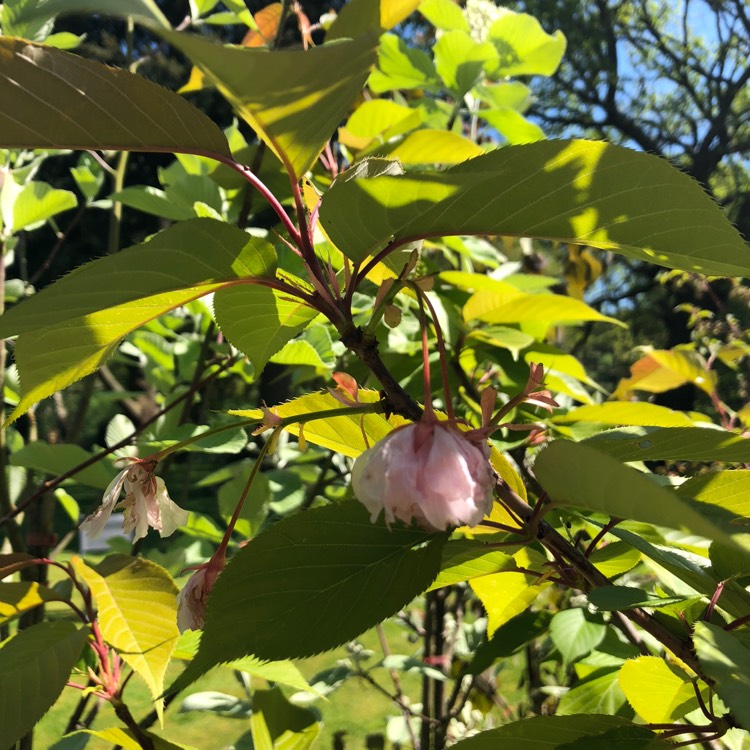 Plant image Prunus 'Kanzan'