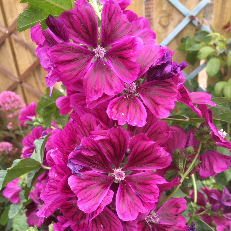 Plant image Malva sylvestris 'Mauritiana'