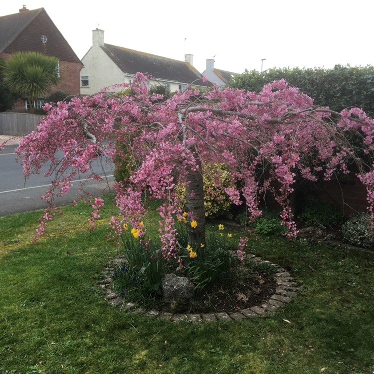 Plant image Prunus x subhirtella 'Falling Stars'