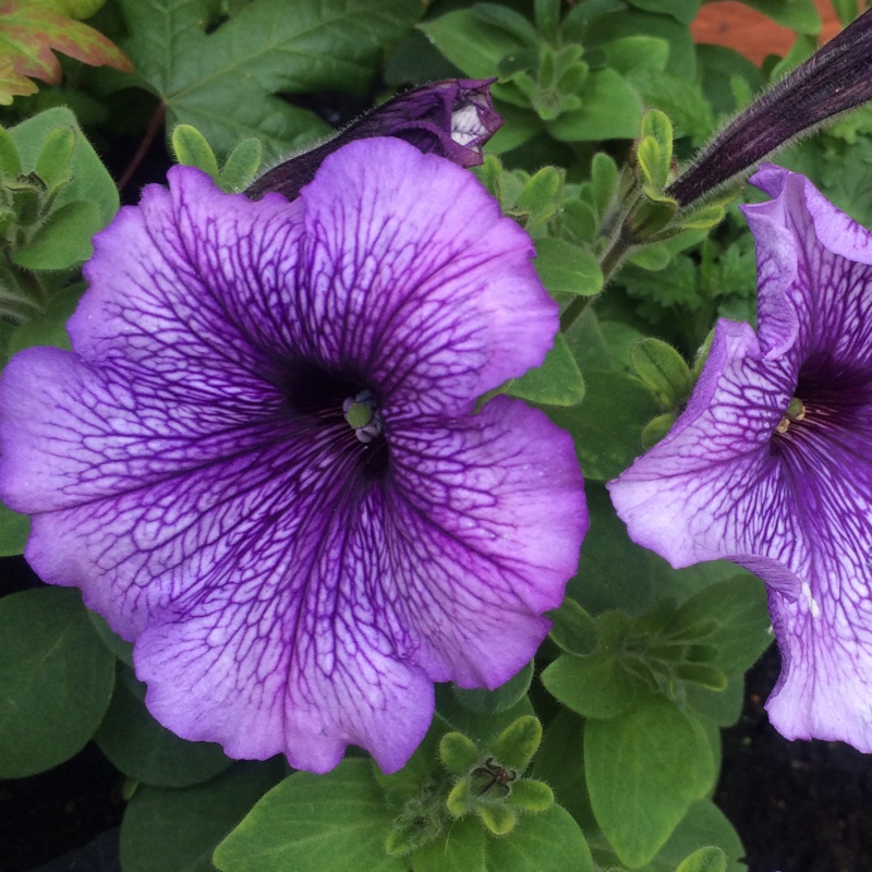 Plant image Petunia 'Littletunia Blue Vein' (Littletunia Series)