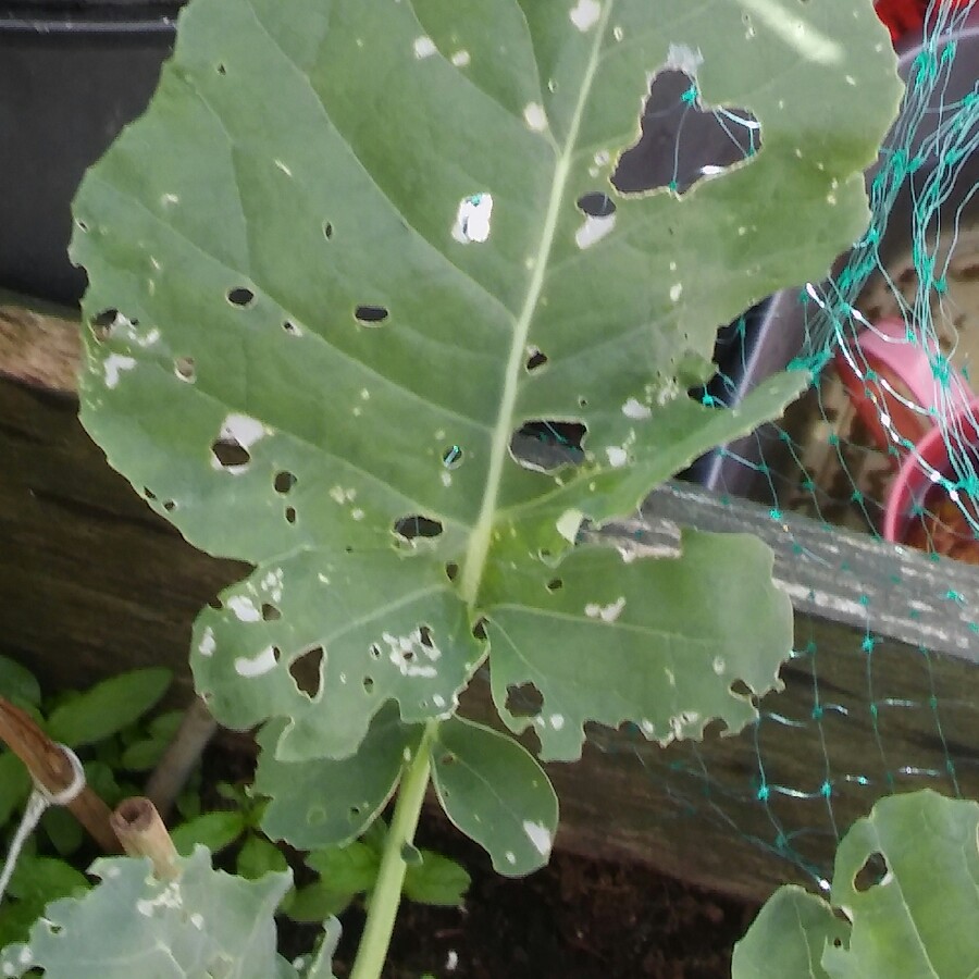 Broccoli Calabrese 'Autumn Spear'