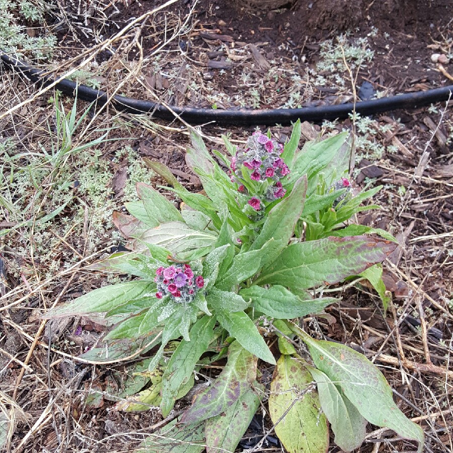 Laura's garden