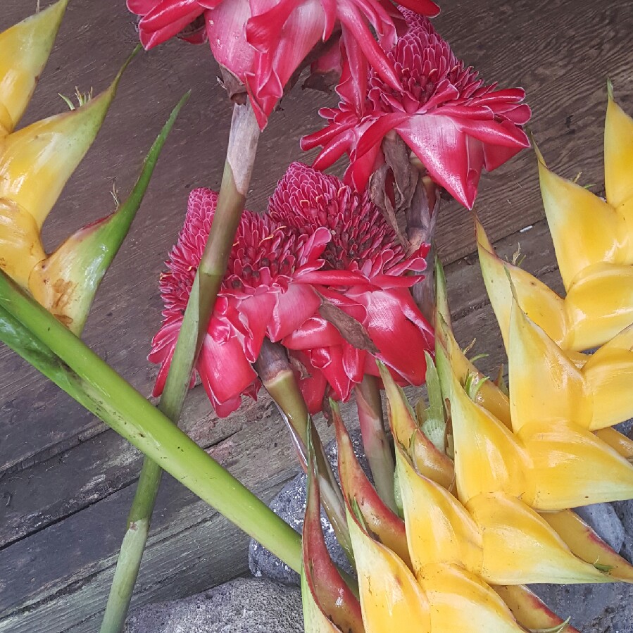 Plant image Etlingera elatior