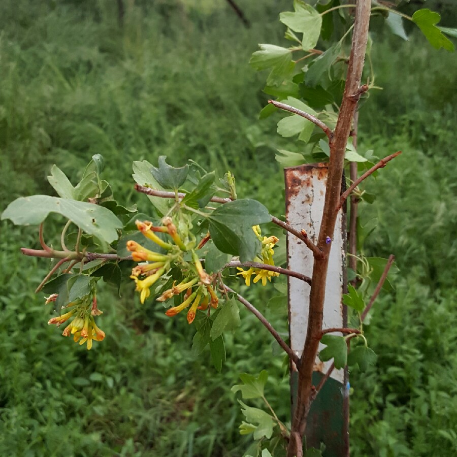 Golden Currant