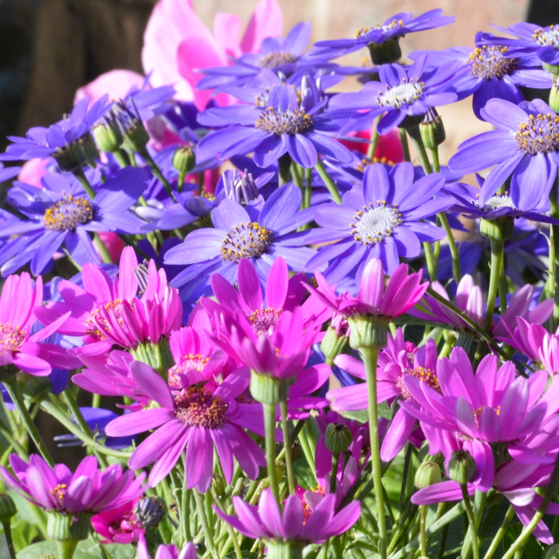 Pericallis x hybrida 'Sunsenedibu' (Senetti Series) syn. Pericallis 'Senetti Deep Blue'