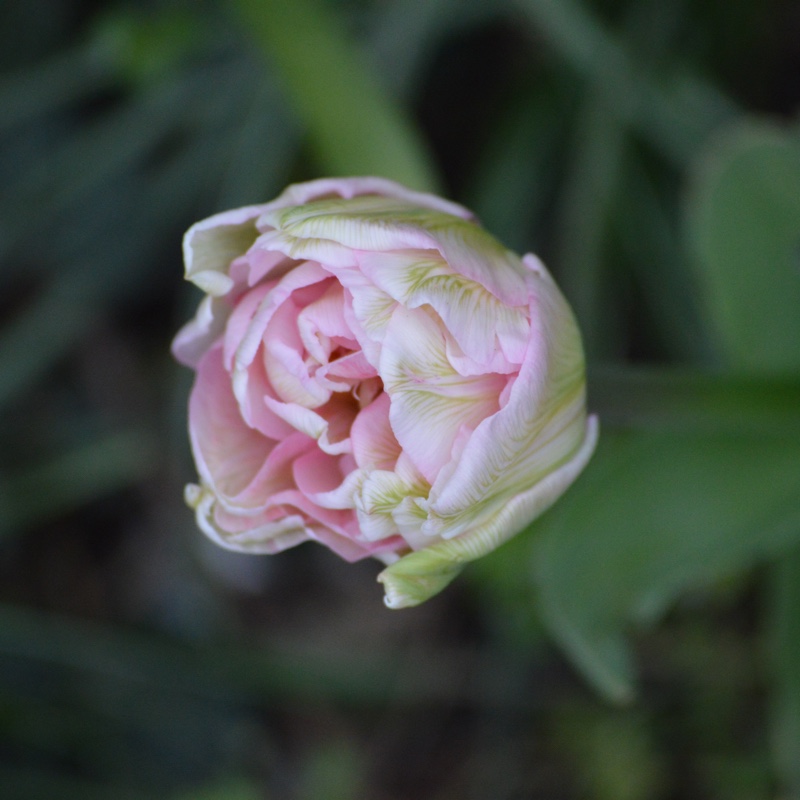 Tulipa 'Angelique'