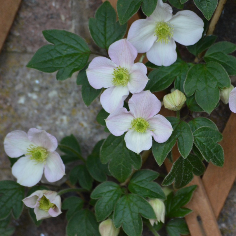 Plant image Clematis montana 'New Dawn'