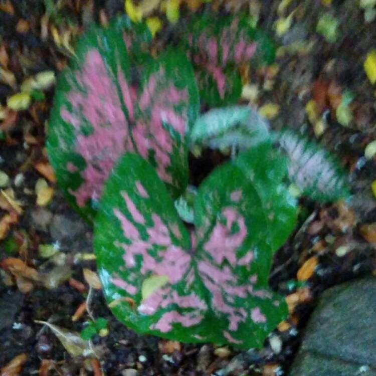 Plant image Caladium hortulanum 'Pink Cloud'