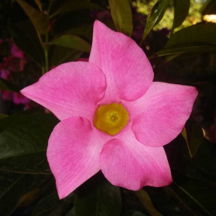 Plant image Mandevilla x amabilis 'Alice du Pont'