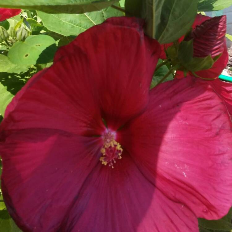 Plant image Hibiscus moscheutos 'Lord Baltimore'