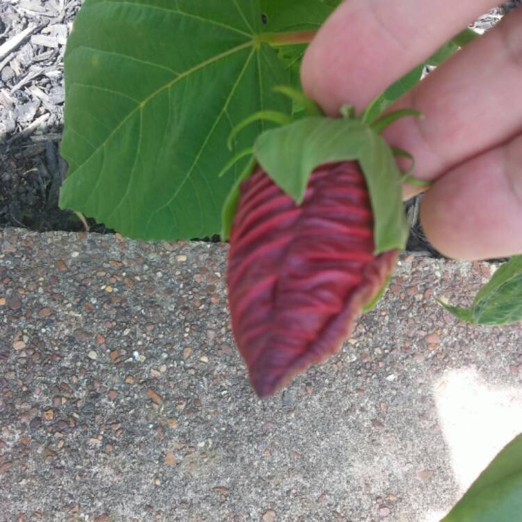 Plant image Hibiscus moscheutos 'Lord Baltimore'