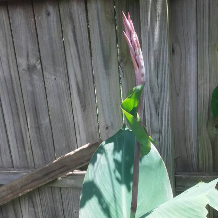 Plant image Canna 'Roi Humbert' syn. Canna 'Red King Humbert'