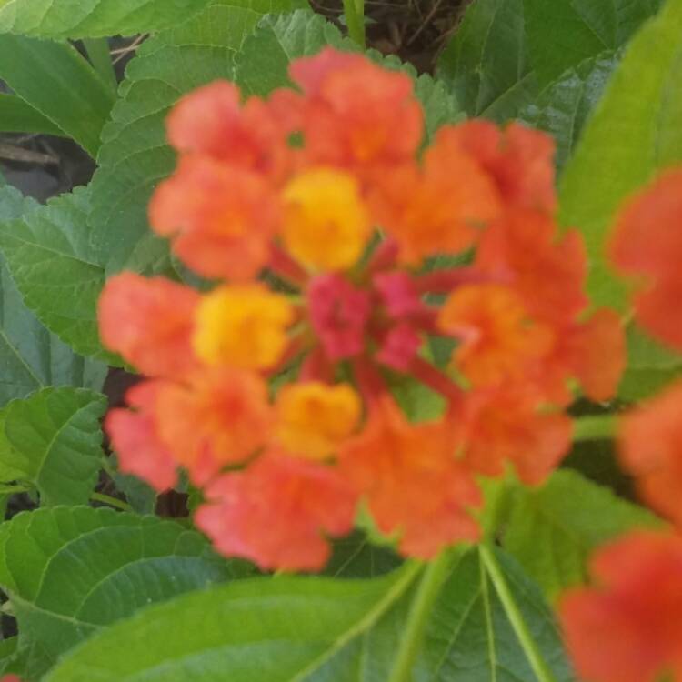 Plant image Lantana camara 'Miss Huff'