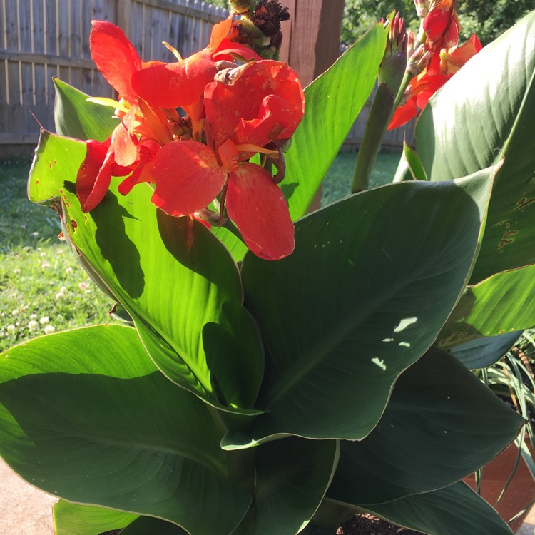 Plant image Canna 'Happy Cleo' (Cannasol Series)