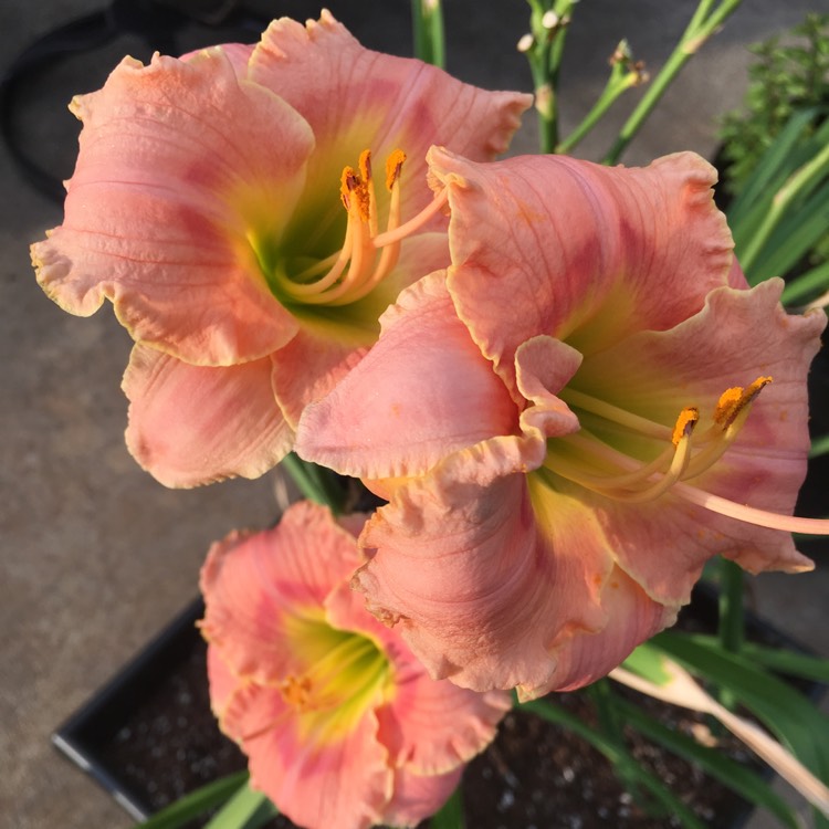 Plant image Hemerocallis 'Elegant Candy'