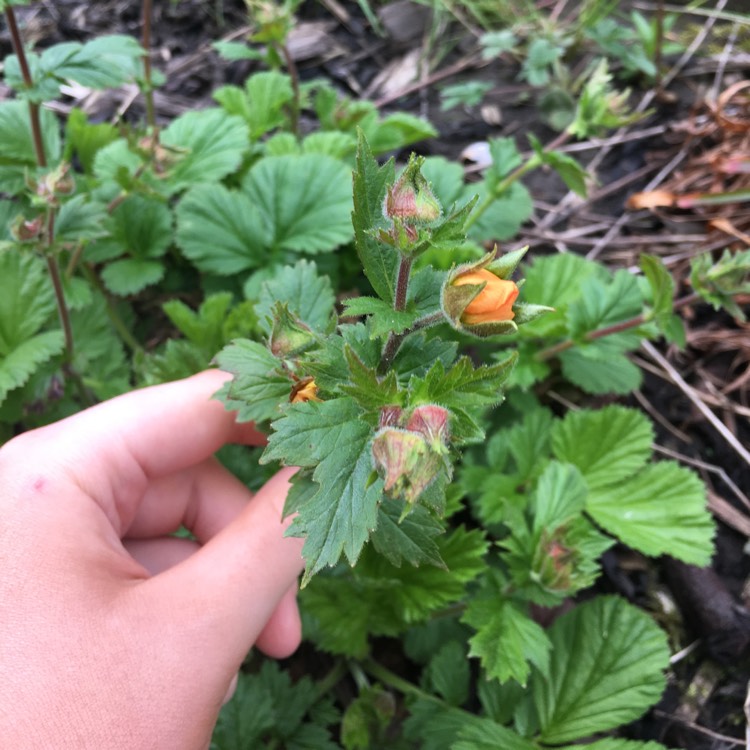 Plant image Geum 'Fireball'