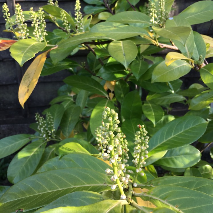 Plant image Prunus Laurocerasus 'Otto Luyken'