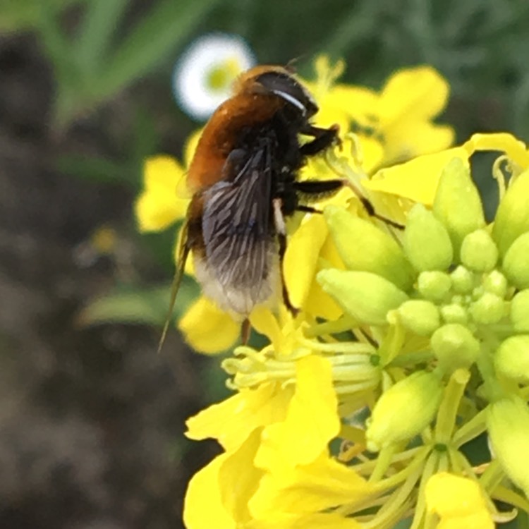 Plant image Brassica napus