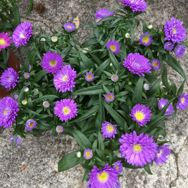 Plant image Aster lateriflorus 'Lady In Blue'