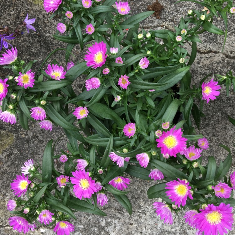 Plant image Aster 'Little Pink Beauty'