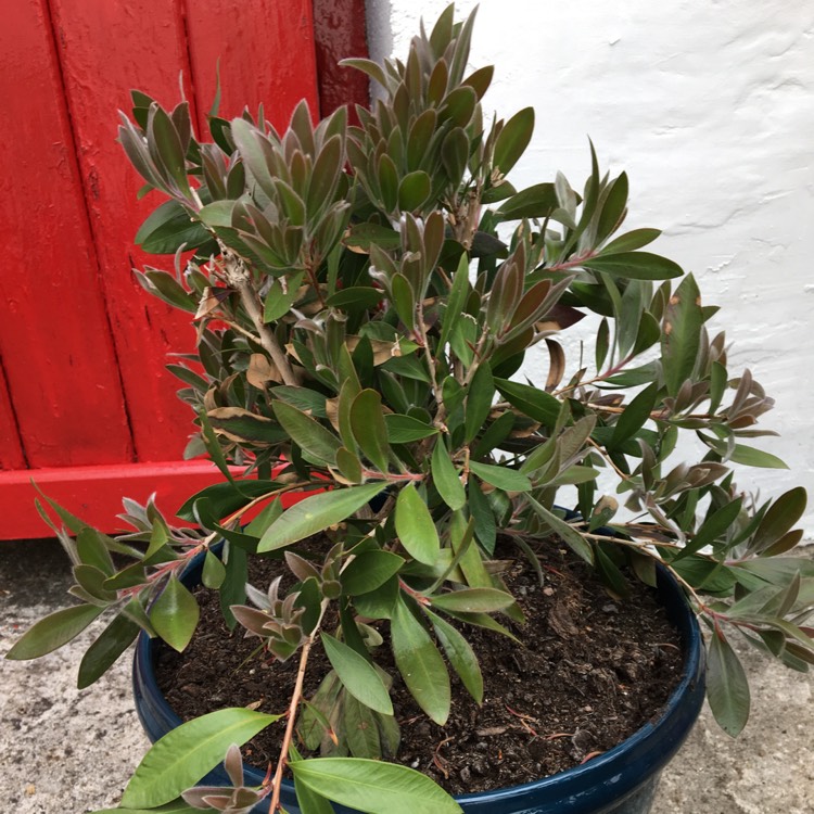 Plant image Callistemon Laevis