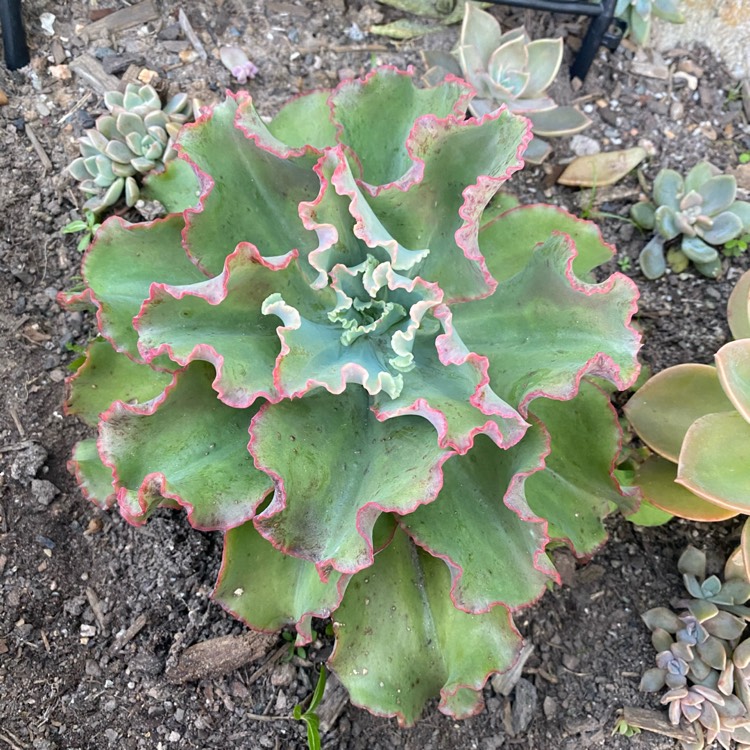 Plant image Echeveria Frilly Maid