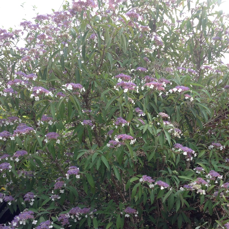 Italian Bugloss 'Loddon Royalist'