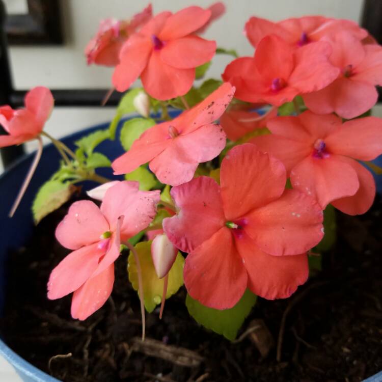 Plant image Impatiens tinctoria