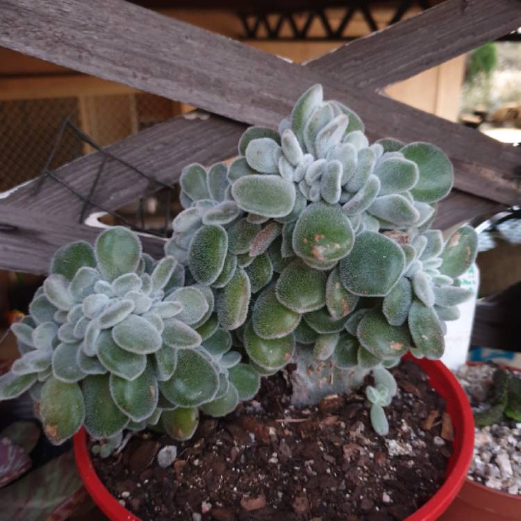 Plant image Echeveria Leuchotrica Cristata