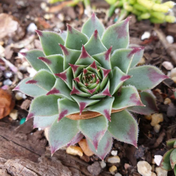 Plant image Sempervivum Calcareum Guillaumes