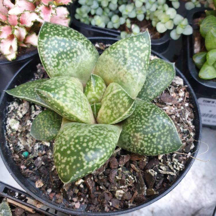 Plant image x Gasterhaworthia 'Rosava'