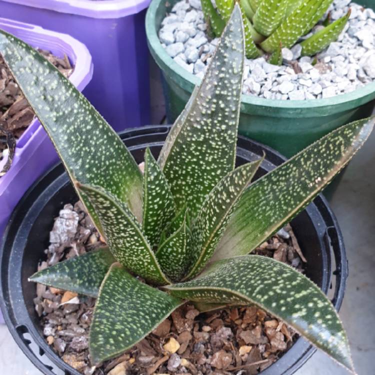 Plant image x Gasteraloe 'Tiki'