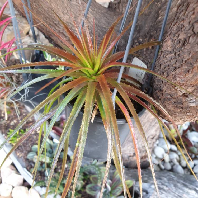 Plant image Tillandsia ionantha 'Red'