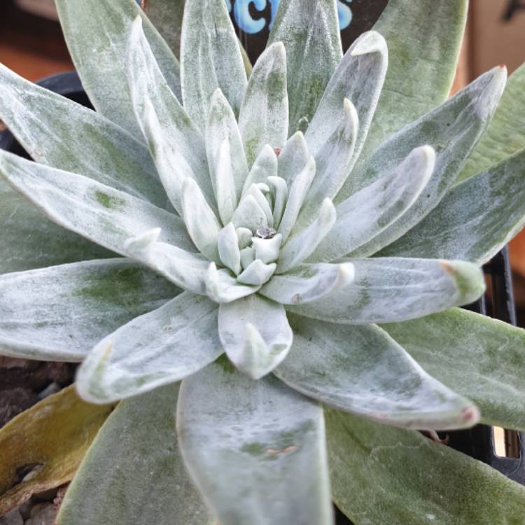 Plant image Dudleya  candida