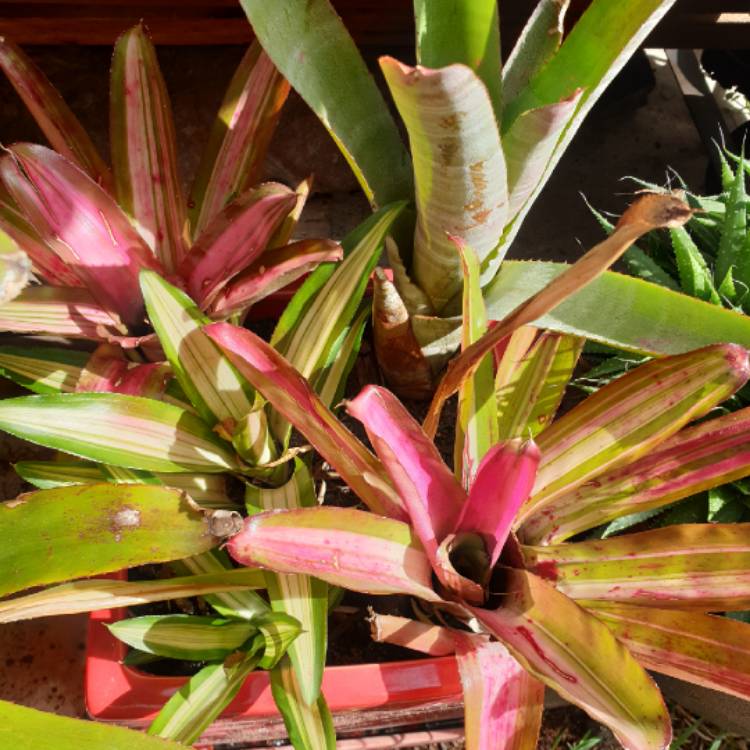 Plant image Neoregelia 'Enchantment'