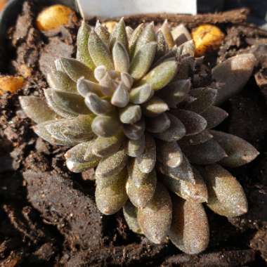 Sinocrassula Yunnanensis