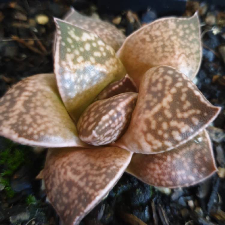 Plant image x Gasterhaworthia 'Rosava'