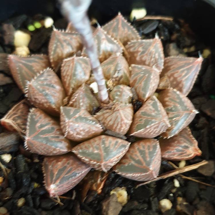 Plant image Haworthia Mirrorball