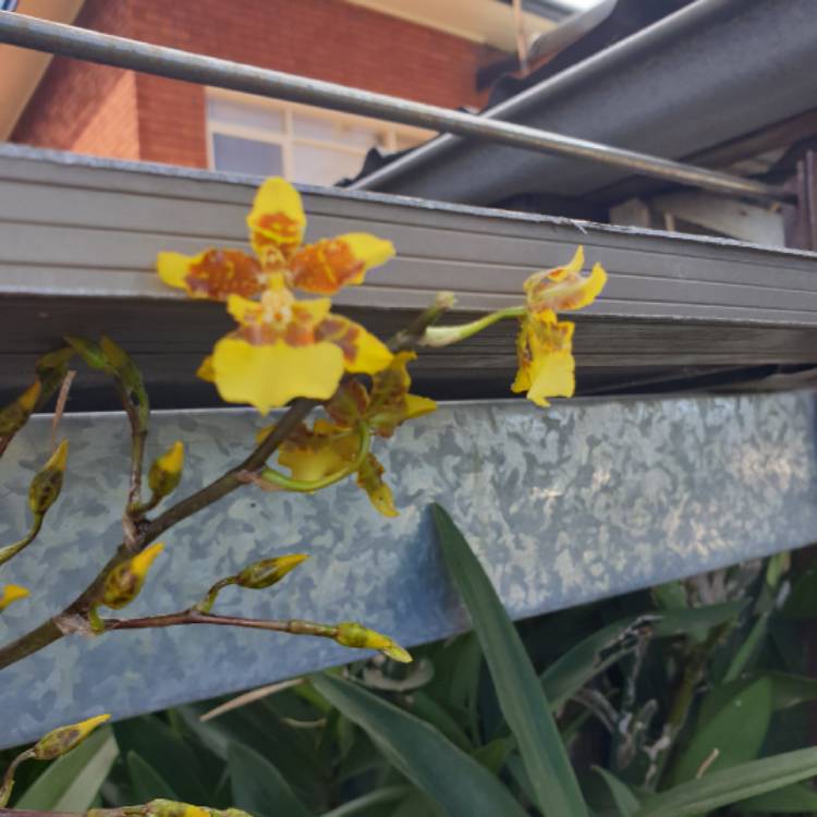 Plant image Oncidium 'Golden Showers'