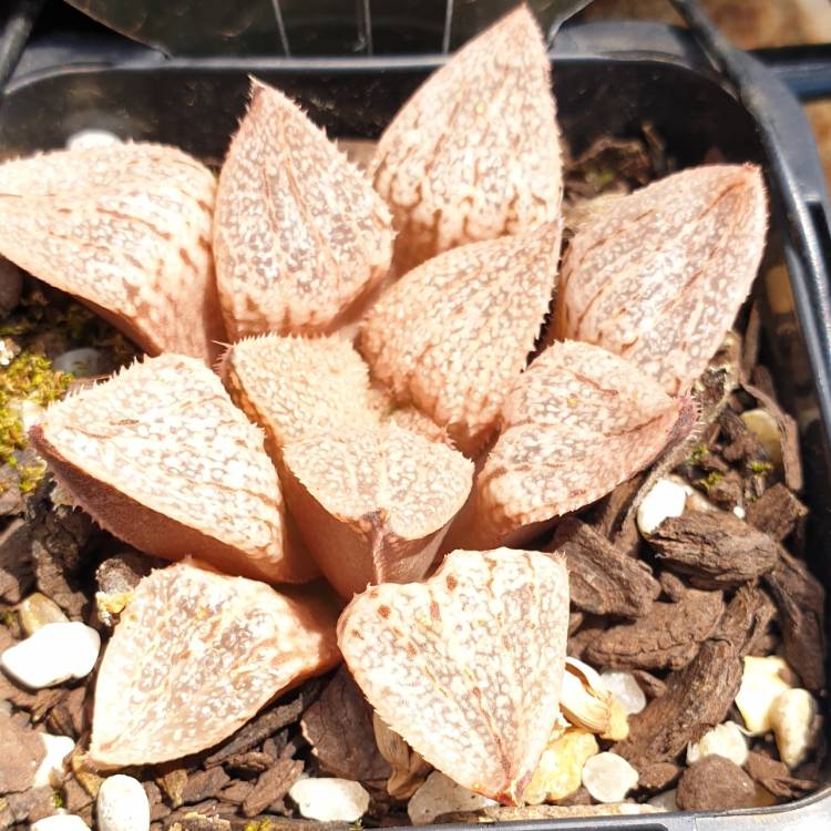 Plant image Haworthia Emelyae cv. Hongshou