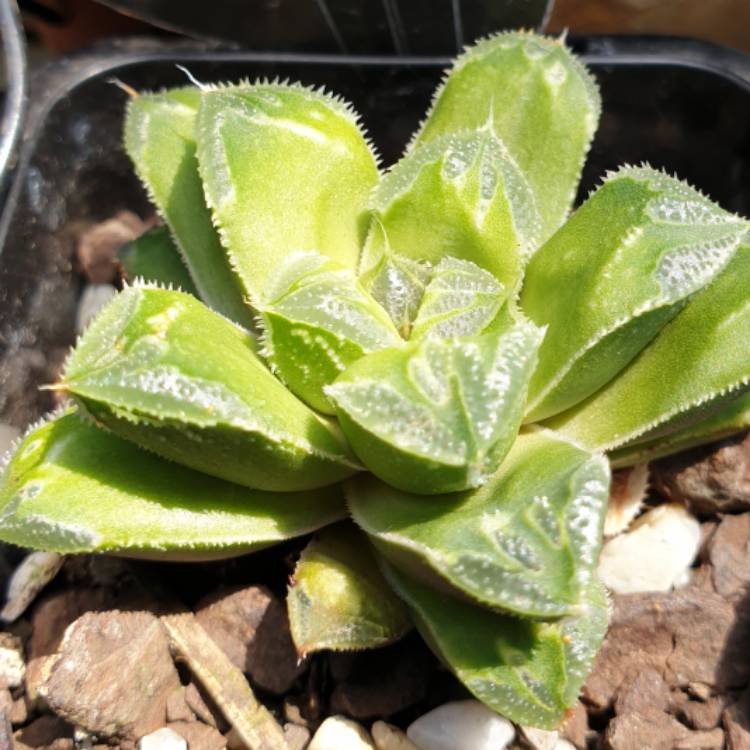 Plant image Haworthia Zhishou