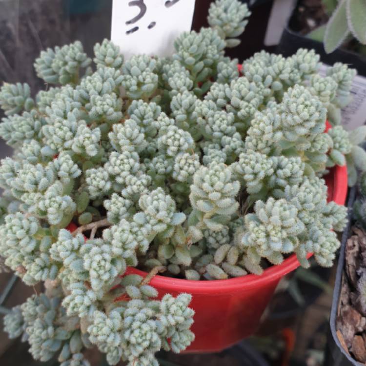 Plant image Sedum Hintonii