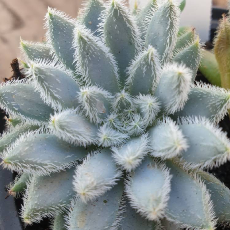 Plant image Echeveria Comet