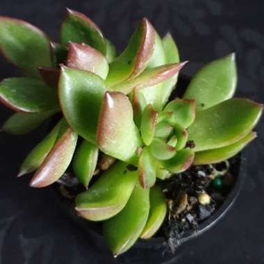 Echeveria Agavoides Red top