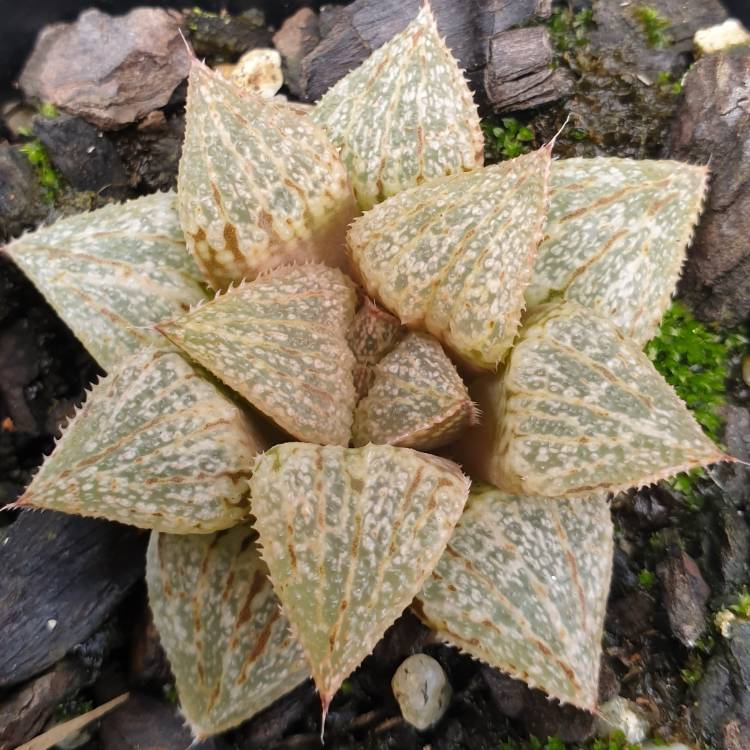 Plant image Haworthia Emelyae cv. Hongshou